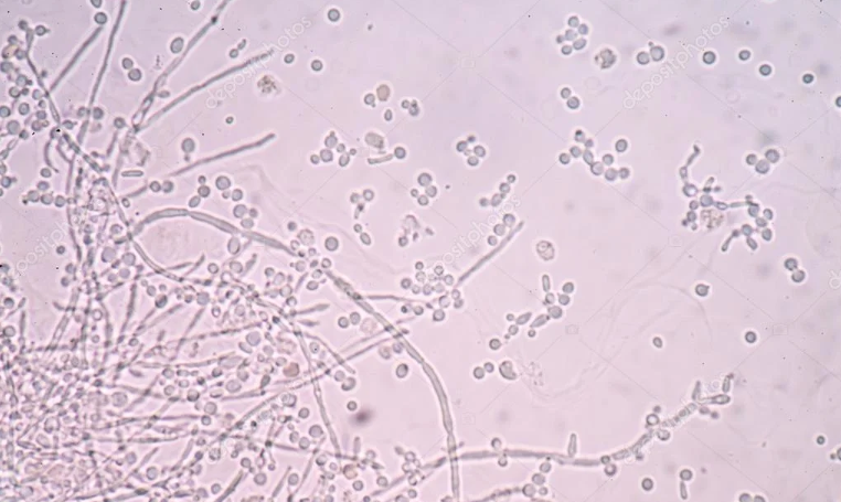 Visualização microscópica de células neurais